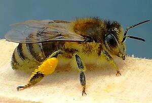 Biene in Nahaufnahme Foto: Faseler