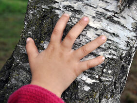 Kinderhand auf einer Birke. Foto: NUA NRW