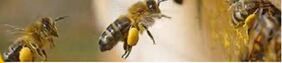 Fliegende Bienen vorm Bienenstock