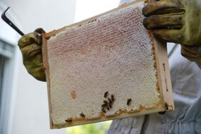 Rahmen von Bienen mit behandschuhten Händen gehalten Foto: ekir.de