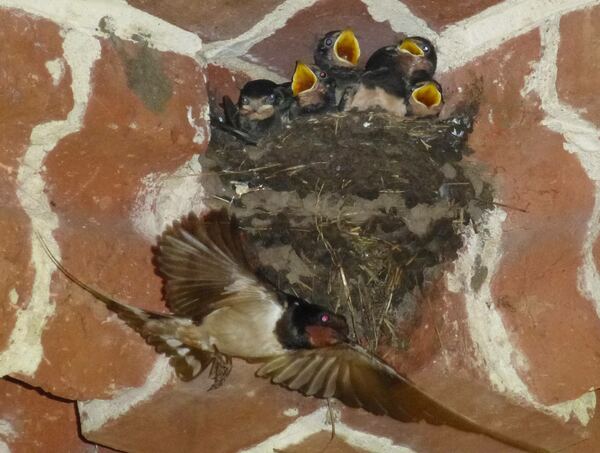 Junge Schwalben im Nest an Mauer 