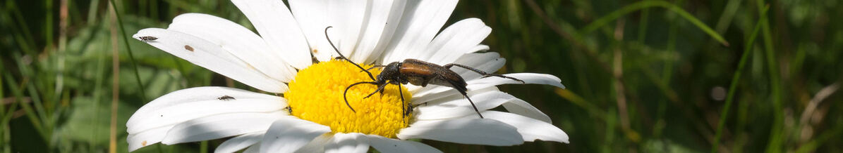 Insekt auf Margeritenblüte Foto: H. Mühlenmeier