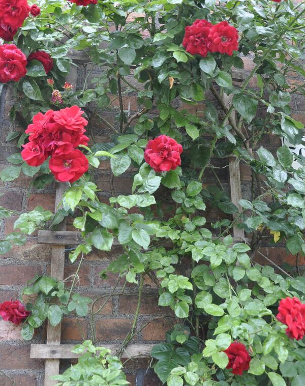 Rote Rosen an Holzspalier