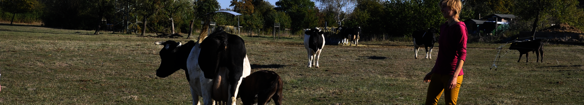 Schwarzweiße Kühe mit Kälbchen auf der Weide