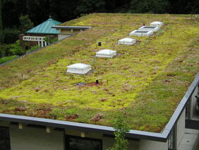 Grün bewachsenes Dach.