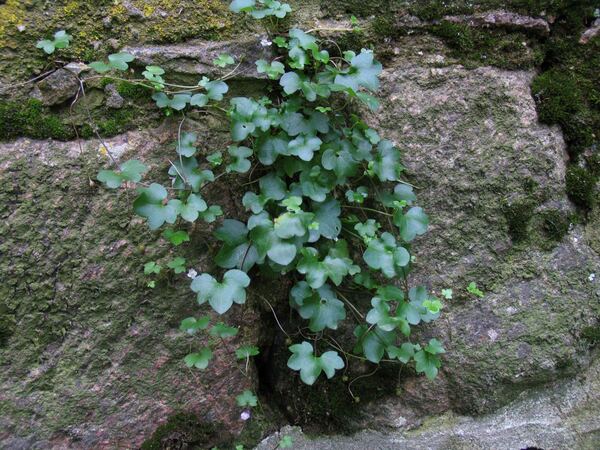 Pflanze wächst aus einer Mauerfuge