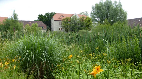 Garten mit Schilf Foto: Kordecki