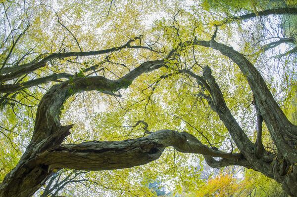 Blick von unten in das Blätterdach zweier Bäume